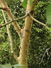 Ficus vasculosa