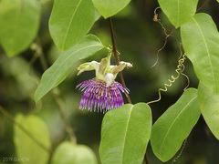 Passiflora laurifolia