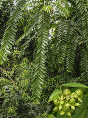 Duabanga grandiflora