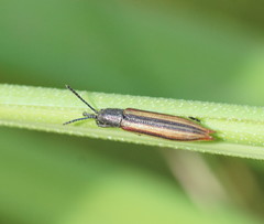 Eurispa vittata