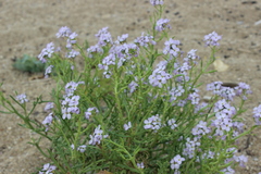 Cakile maritima euxina