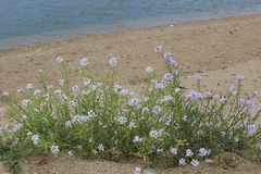 Cakile maritima euxina