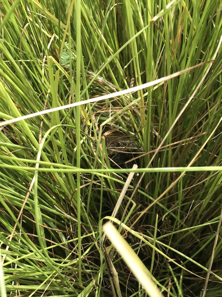 Streaky-breasted Flufftail (Sarothrura boehmi) photo