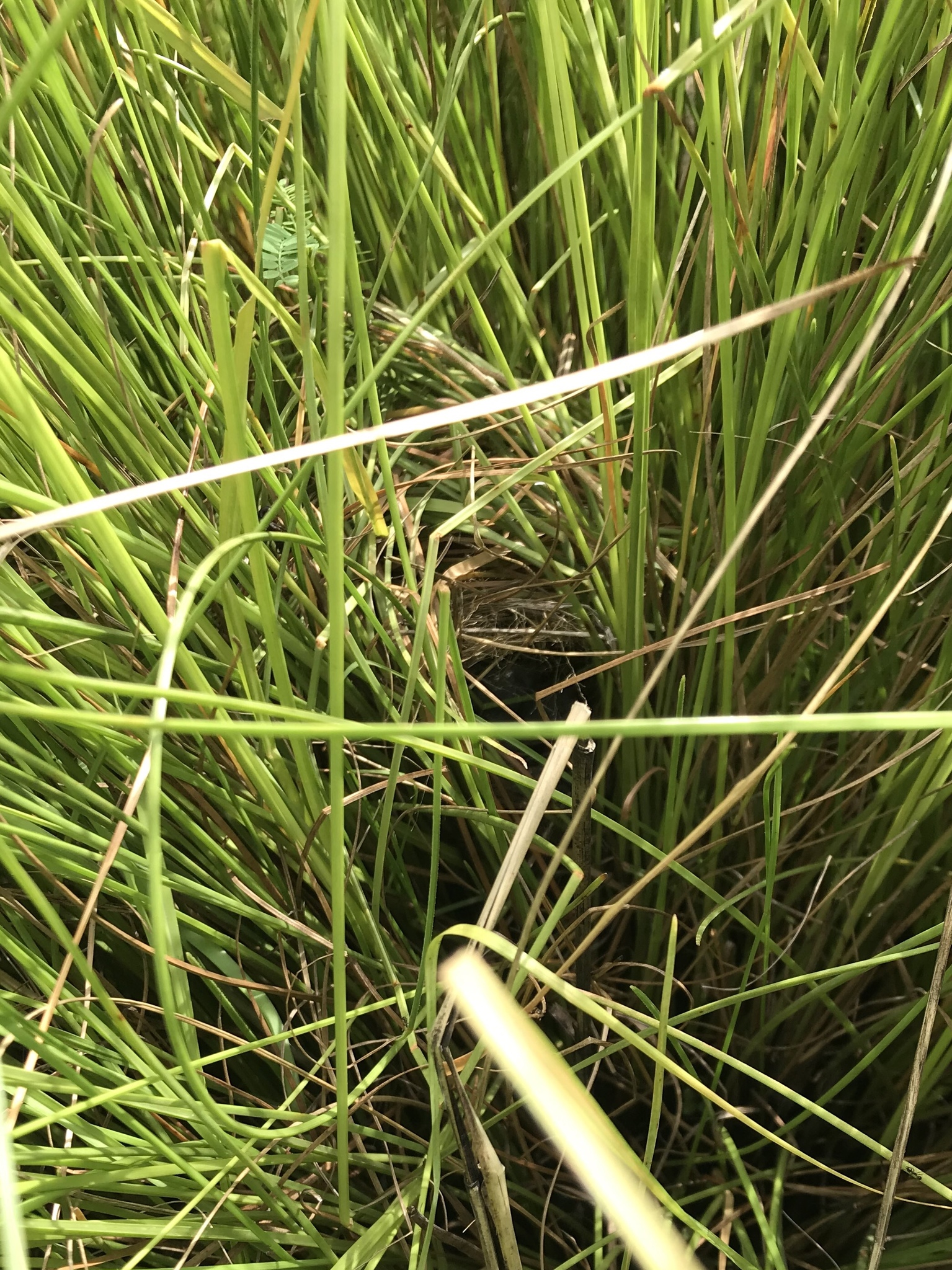 Streaky-breasted Flufftail (Sarothrura boehmi)