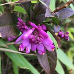 Polygala karensium
