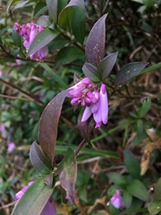 Polygala karensium