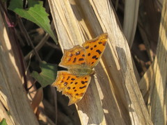 Polygonia c-aureum lunulata