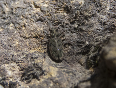 Neocicindela garnerae