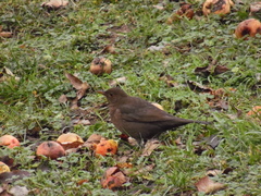 Turdus merula