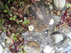 Gratiola sexdentata