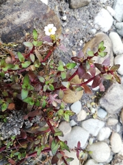 Gratiola sexdentata