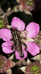 Orthoprosopa bilineata