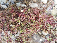 Gratiola sexdentata