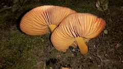 Heimiomyces velutipes