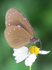 Euploea tulliolus koxinga