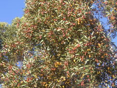 Eucalyptus forrestiana