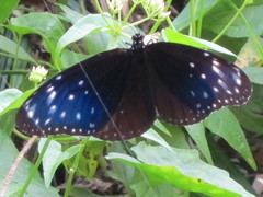 Euploea mulciber barsine
