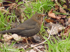 Turdus merula