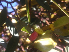 Eucalyptus forrestiana