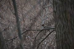 Troglodytes troglodytes