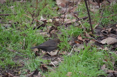 Turdus merula
