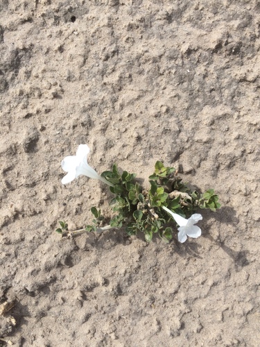 Ruellia patula image