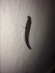 Atractocerus brevicornis