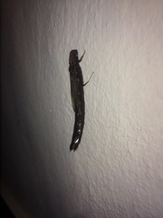 Atractocerus brevicornis