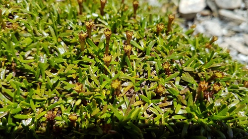 Abrotanella fertilis (Abrotanella fertilis)