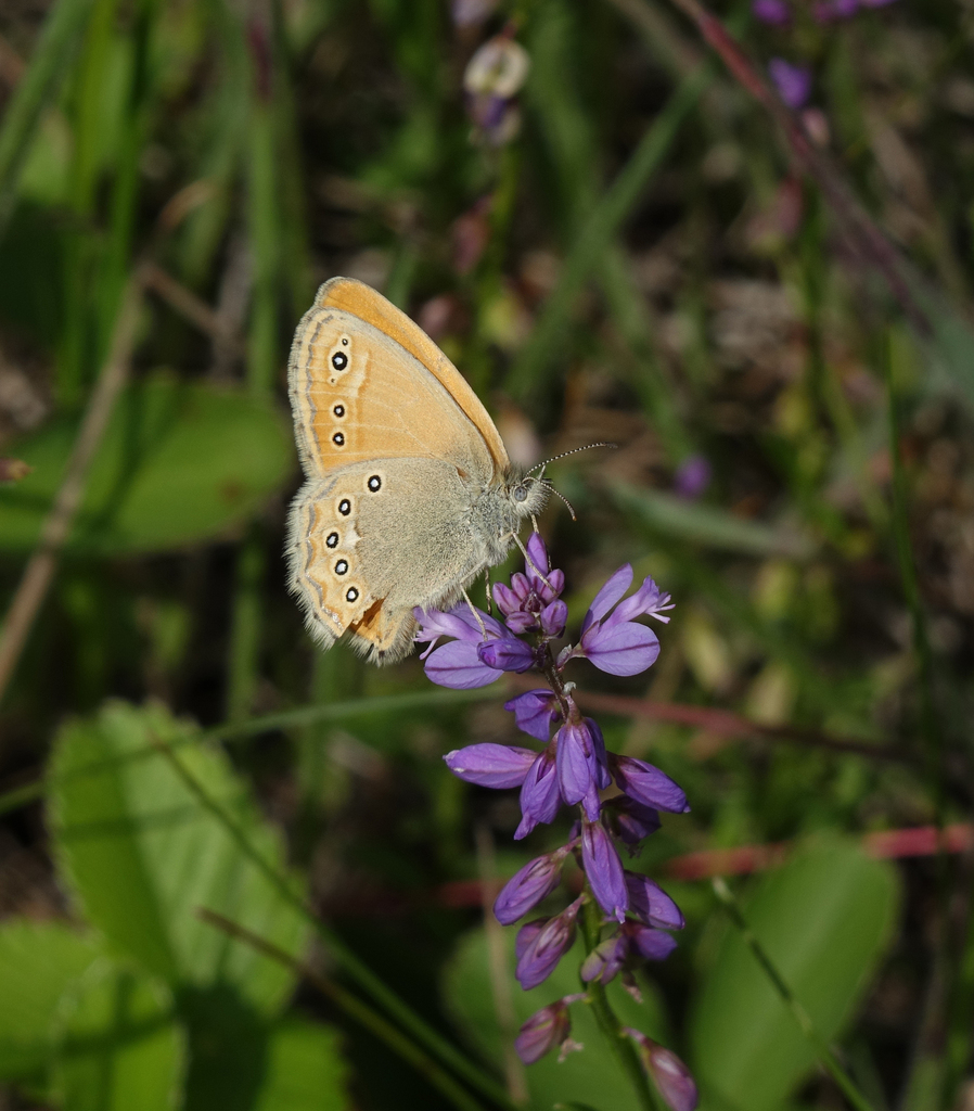 Coenonympha amaryllis