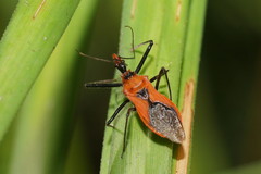 Gminatus