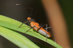 Gminatus