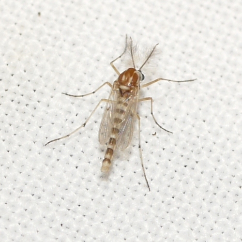 Procladius bellus photo 4