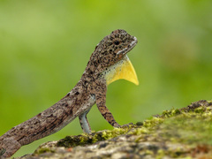 Common Gliding Lizard photo 3