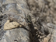 Neocicindela garnerae