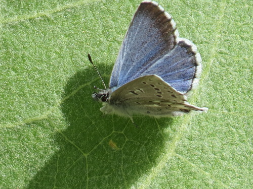 Arrowhead Blue photo 3