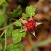 Small-leaf Bramble - Photo (c) Reiner Richter, some rights reserved (CC BY-NC-SA), uploaded by Reiner Richter