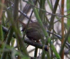 Troglodytes troglodytes