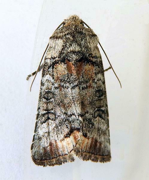 Hypotrix naglei