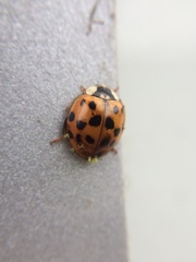 Hesperomyces virescens