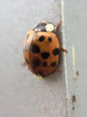 Hesperomyces virescens