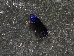 Euploea mulciber barsine