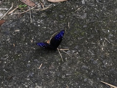 Euploea mulciber barsine