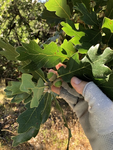 Hybrid oak (Quercus × eplingii)