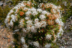 Hakea ruscifolia