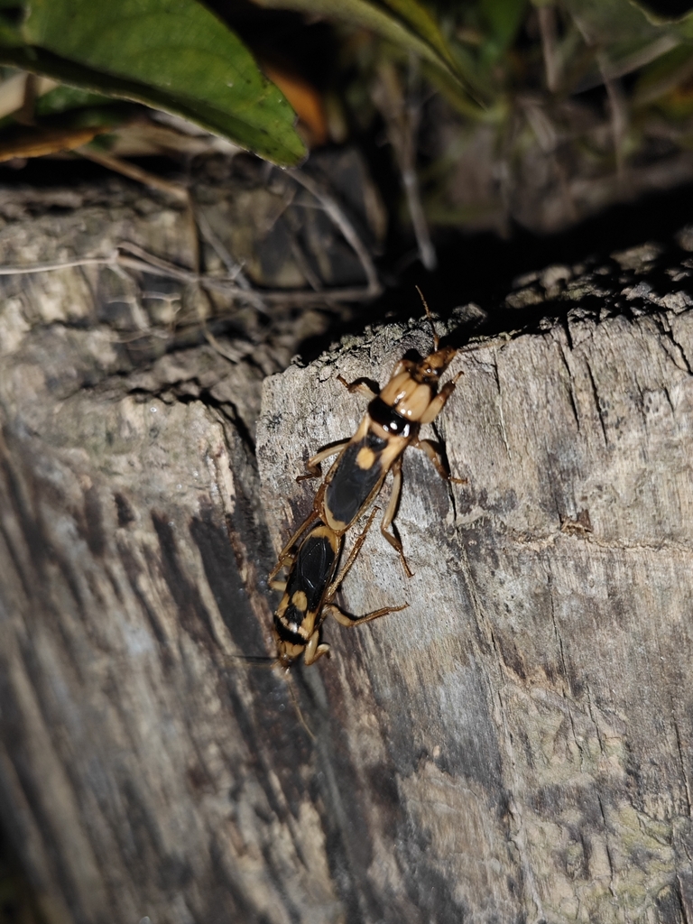 Sirthenea flavipes in July 2023 by 15721196805 · iNaturalist