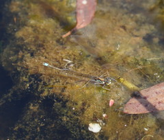 Austrocnemis splendida