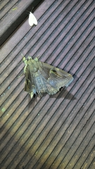 Ommatophora luminosa