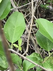 Cocculus orbiculatus