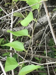 Cocculus orbiculatus